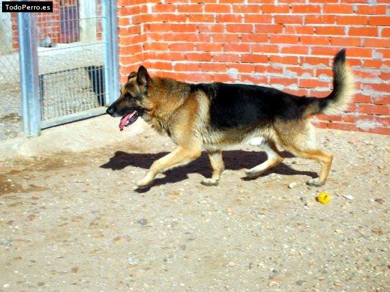 Foto del perro Timmy