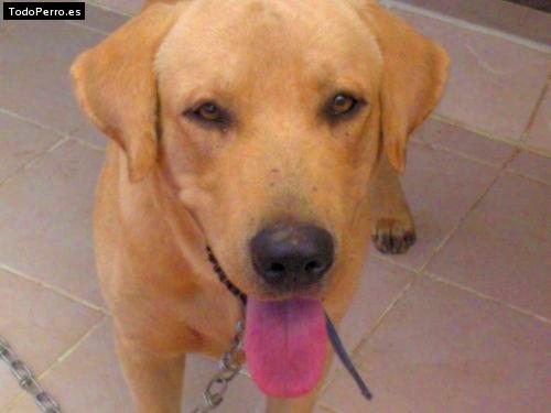 Foto del perro Tayson