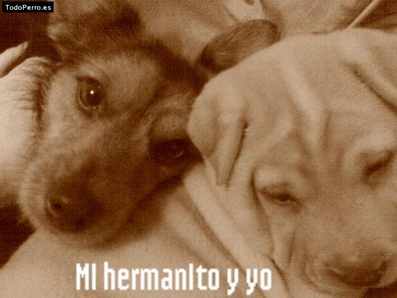 Foto del perro Nano