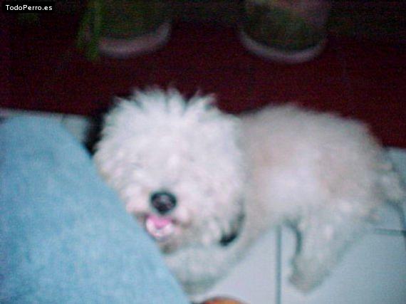 Foto del perro Tim