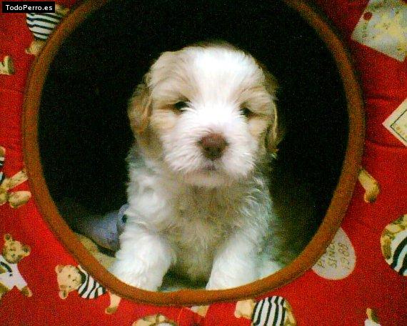 Foto del perro Rocky