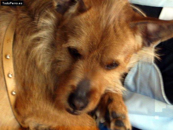 Foto del perro Boody