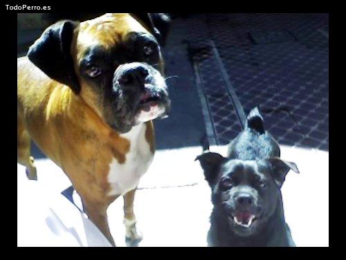 Foto del perro Sancha
