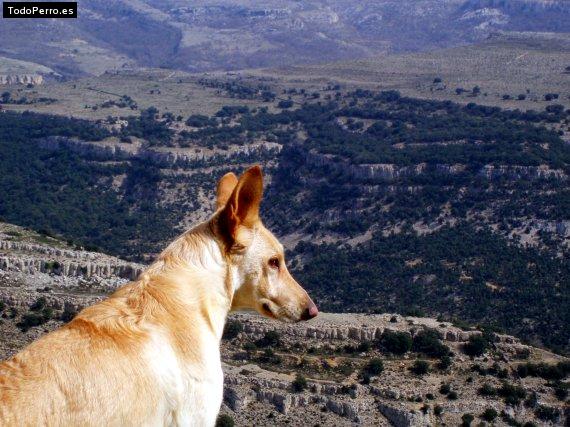 Foto del perro Foska