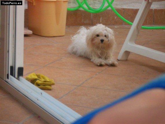 Foto del perro Elsa