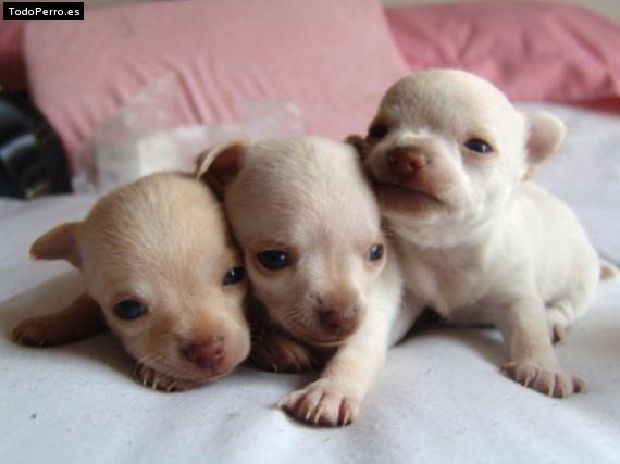 Foto del perro Nano, toto y lasha 