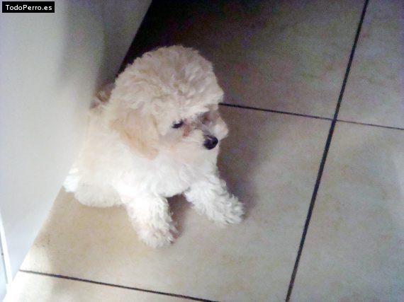 Foto del perro Bru