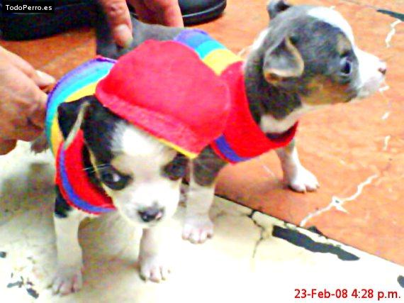 Foto del perro Bull