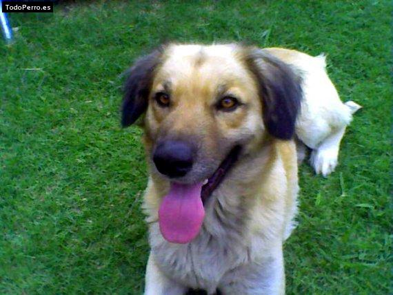 Foto del perro Tommy