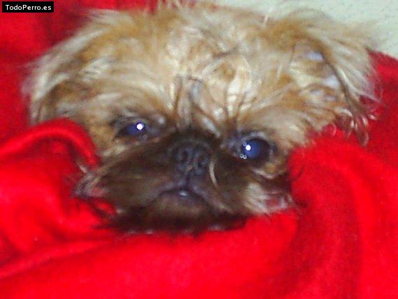 Foto del perro Buba