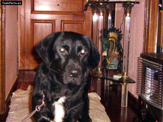 Foto del perro Rufus