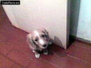 Foto del perro Naruto