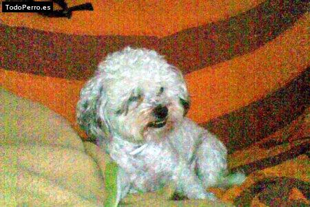 Foto del perro Tarzan