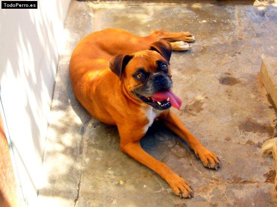 Foto del perro Nyata