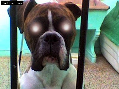 Foto del perro Mora