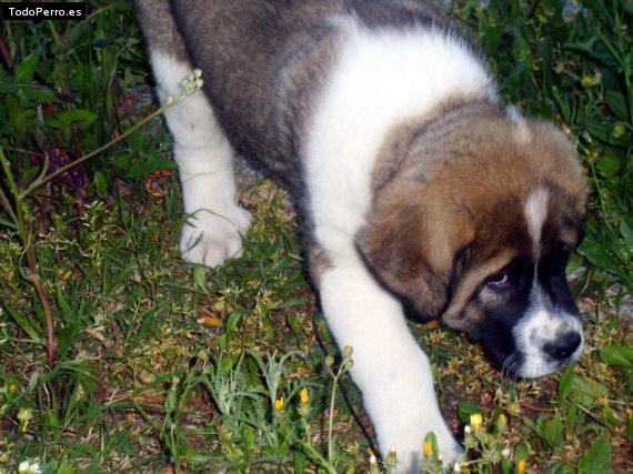 Foto del perro Yeti