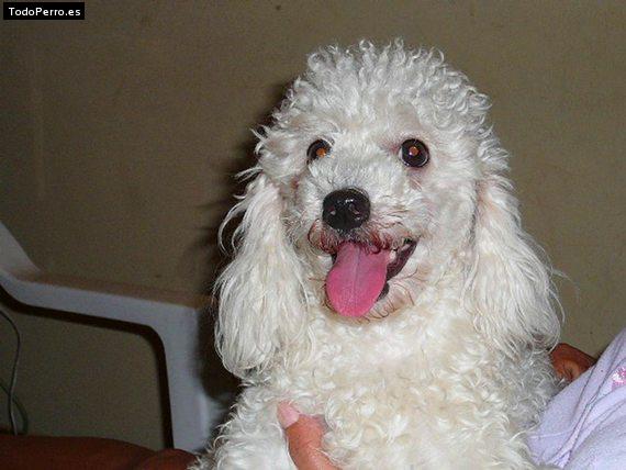 Foto del perro Bonita