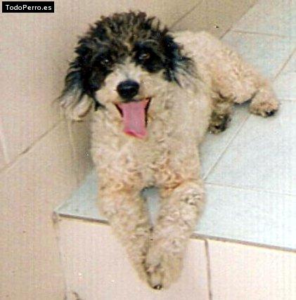 Foto del perro Bethoven