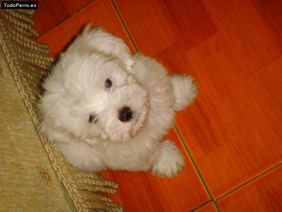 Foto del perro Shester