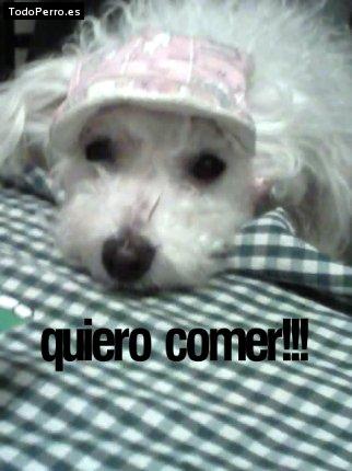 Foto del perro Tiffany