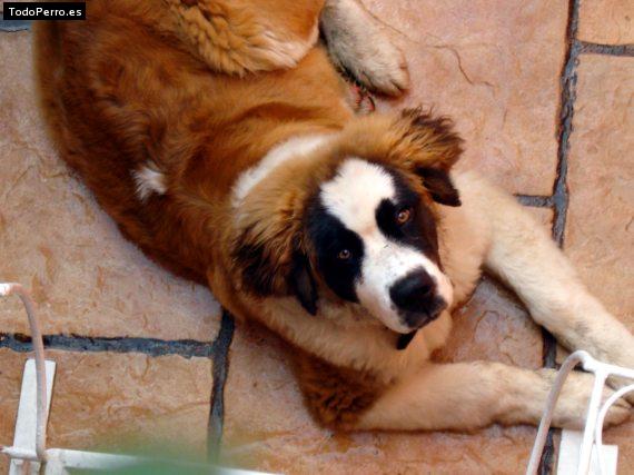 Foto del perro Scot