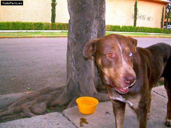 Foto del perro Burro