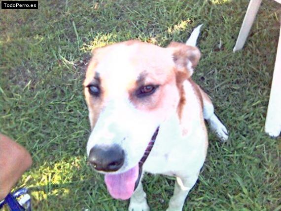 Foto del perro Cliford