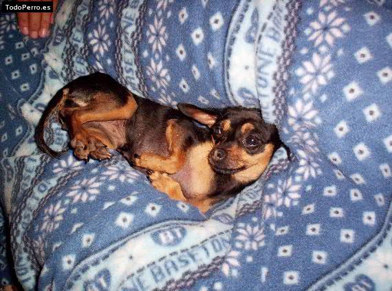Foto del perro Trixy