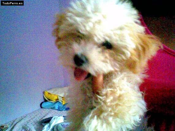 Foto del perro Terry