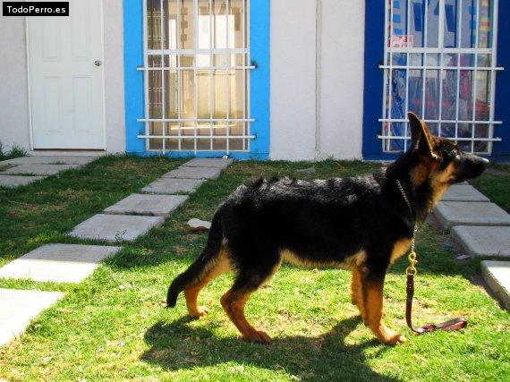 Foto del perro Iden
