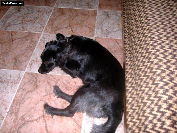 Foto del perro Bruna