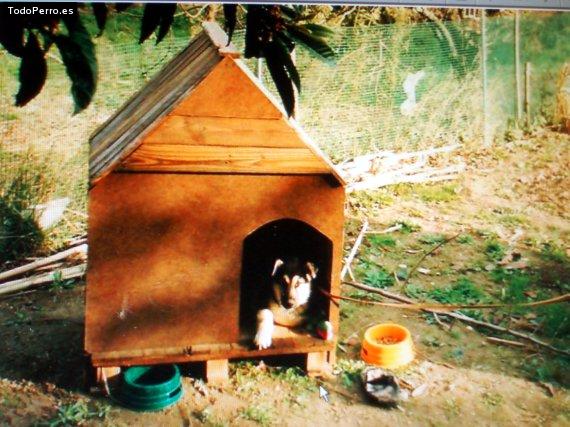 Foto del perro Blaky
