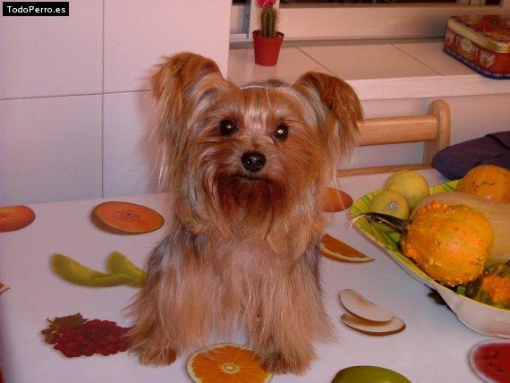 Foto del perro Chuki