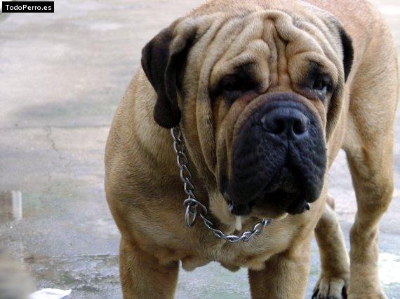 Foto del perro Rolling