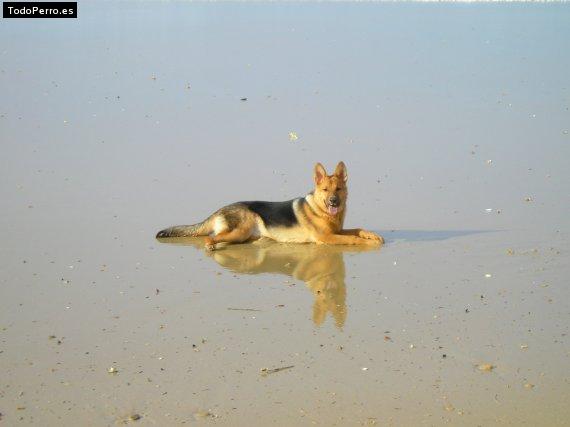 Foto del perro Lola