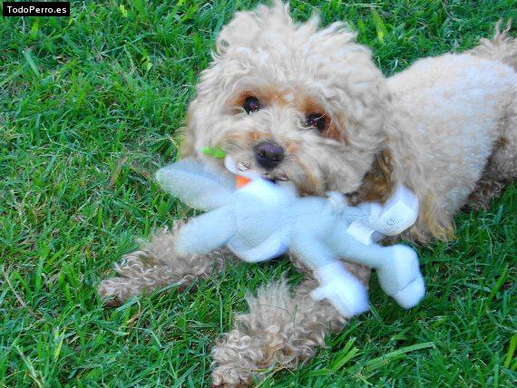 Foto del perro Britney
