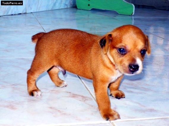 Foto del perro Timmy
