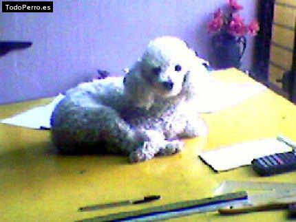 Foto del perro Titania