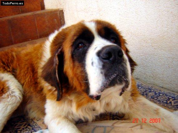 Foto del perro Wendy