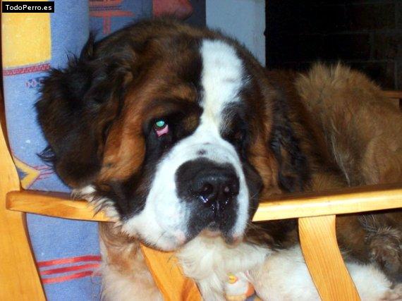Foto del perro Sparky