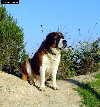 Foto del perro Sacha