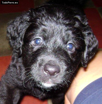 Foto del perro Junior