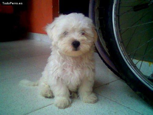 Foto del perro Copito venom