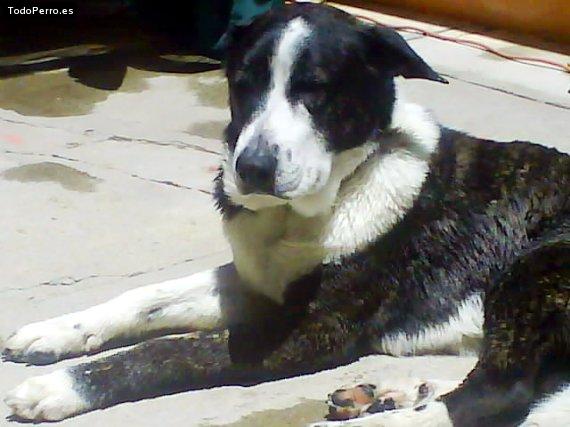 Foto del perro Blaky
