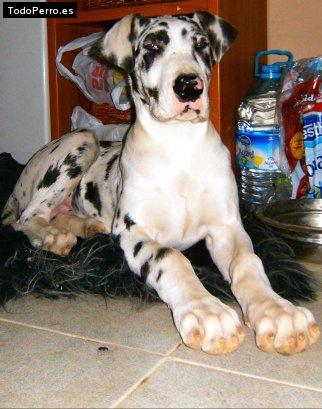 Foto del perro Sultan