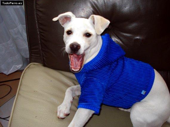 Foto del perro Bianca