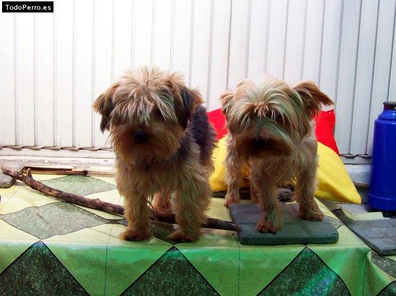 Foto del perro Joaquin y tomas