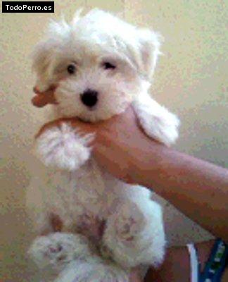 Foto del perro Snoopy