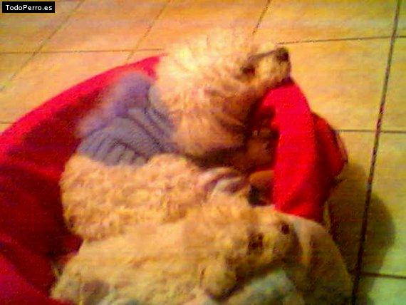 Foto del perro Bombon y pipi