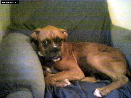 Foto del perro Bobiush